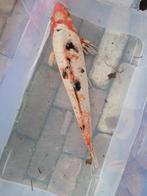 Koi, Dieren en Toebehoren, Vissen | Vijvervissen