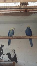 Blauw wang rosella 2020 kweek koppel, Dieren en Toebehoren, Vogels | Parkieten en Papegaaien