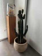 Cactus in pot ( euphorbia), Huis en Inrichting, Kamerplanten, Ophalen, Cactus, In pot
