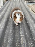 Ch teddy, Dieren en Toebehoren, Knaagdieren, Cavia, Mannelijk, Mei, Tam