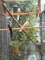 Pennant Rosellas, Dieren en Toebehoren, Vogels | Parkieten en Papegaaien