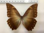 MORPHO AMPHITRYON, zeldzaam, halve prijs, #1, Ophalen of Verzenden