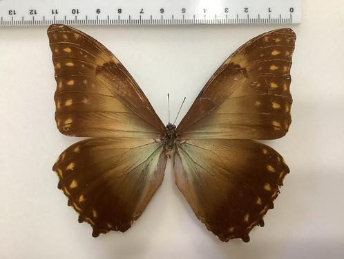 MORPHO AMPHITRYON, zeldzaam, halve prijs, #1, Verzamelen, Dierenverzamelingen, Ophalen of Verzenden