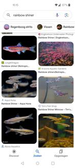 Rainbow shiner/regenboog elrits, Dieren en Toebehoren, Vissen | Vijvervissen, Overige soorten