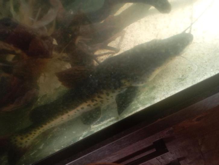 Lots de grand poissons, Dieren en Toebehoren, Vissen | Aquariumvissen, Zoetwatervis, Vis