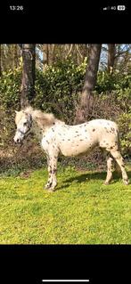 Super knappe en lieve c pony merrie, Dieren en Toebehoren, Pony's, Merrie, Zadelmak, C pony (1.27m tot 1.37m), Gechipt