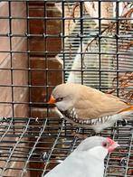 2-2 diamantvink, Dieren en Toebehoren, Vogels | Overige Vogels, Meerdere dieren, Tropenvogel, Geringd