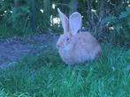 Vlaamse/Duitse reuzen, Dieren en Toebehoren, Meerdere dieren, Groot