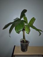 Philodendron Florida Green, Huis en Inrichting, Kamerplanten, Ophalen of Verzenden