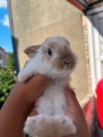 Lapin de 2 mois a vendre, Animaux & Accessoires, Mâle, Petit, Oreilles tombantes, 0 à 2 ans