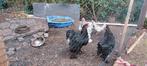 2 x brahma haan, Dieren en Toebehoren
