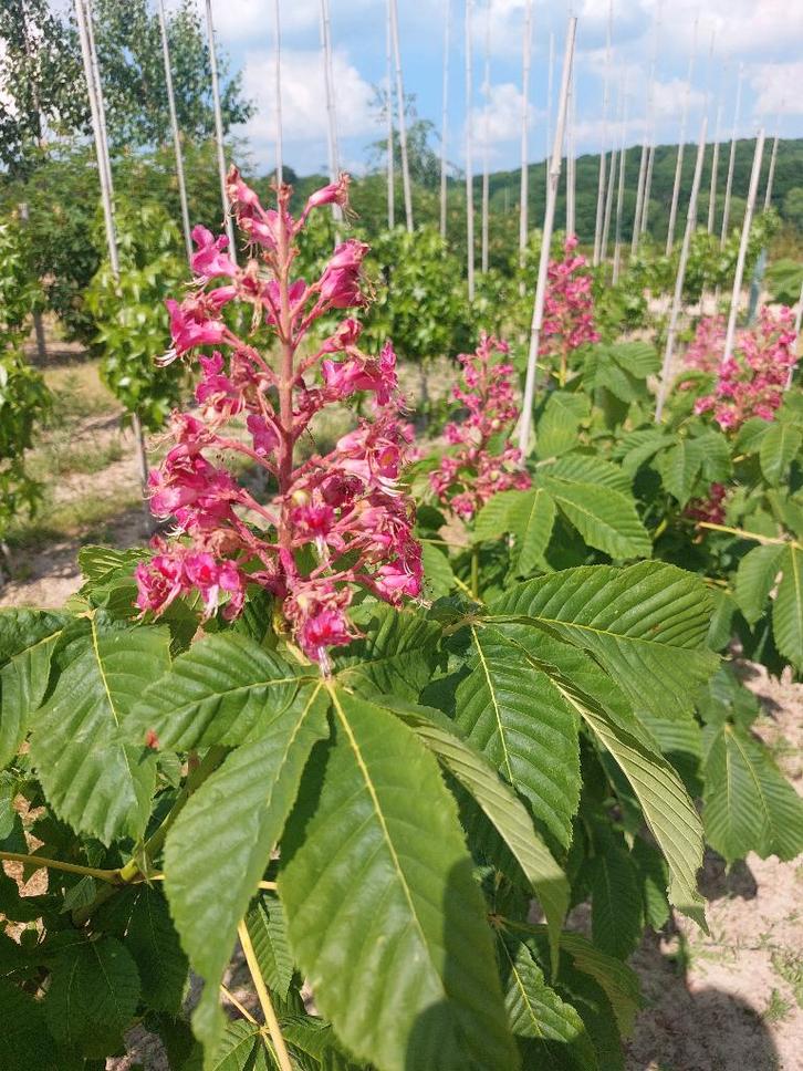 Marronnier d'Inde rouge/arbre d'ornement, Jardin & Terrasse, Plantes | Arbustes & Haies, Arbuste, Autres espèces, 250 cm ou plus