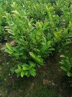 Coniferen en groenblijvende hagen, Ophalen, Conifeer, Haag, 100 tot 250 cm