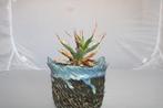 Agave utahensis, Vetplant, Ophalen of Verzenden, In pot, Minder dan 100 cm