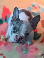 Franse Bulldog Pups, Dieren en Toebehoren, Honden | Bulldogs, Pinschers en Molossers, België, Fokker | Hobbymatig, CDV (hondenziekte)