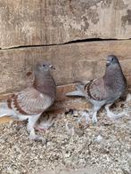 2 jeunes pigeons, Animaux & Accessoires, Oiseaux | Pigeons, Sexe inconnu, Autres espèces