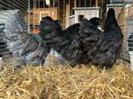 Barnevelders