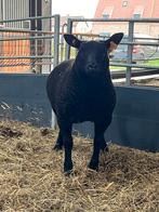 Zwarte Texel rammen