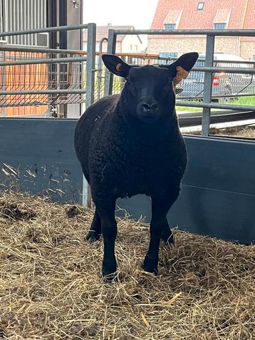 Zwarte Texel rammen beschikbaar voor biedingen
