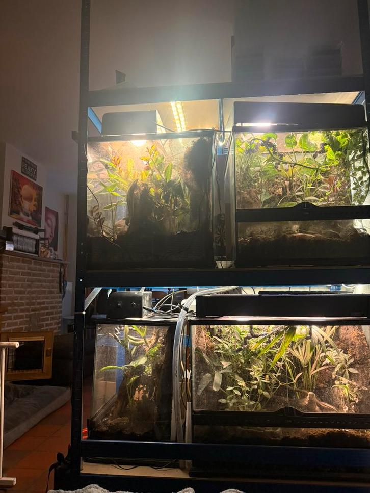 Rek met exoterras, Dieren en Toebehoren, Reptielen en Amfibieën | Toebehoren, Gebruikt, Ophalen