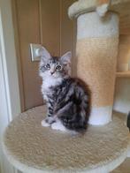 Maine coon kitten katinetje Black silver tabby blodched is n, Dieren en Toebehoren, Poes, Langharig, 0 tot 2 jaar