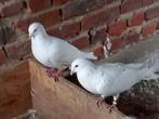 Jonge witte reisduiven, Dieren en Toebehoren, Vogels | Duiven