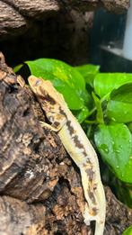 Gecko a crete wimpergecko crested gecko lilly white, Dieren en Toebehoren, Reptielen en Amfibieën