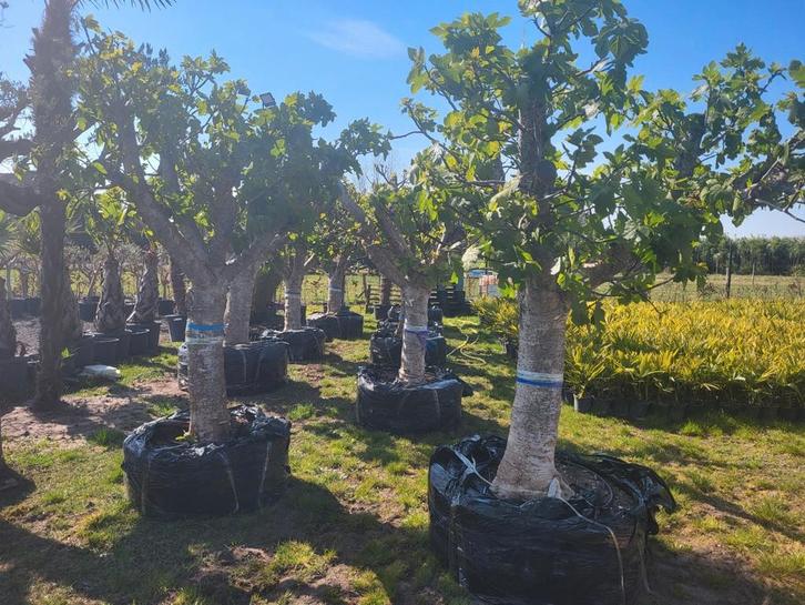 vijgenboom (ficus carica) stamomtrek 60/70., Tuin en Terras, Planten | Fruitbomen, Vijgenboom, Ophalen of Verzenden