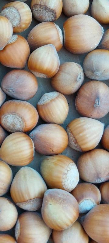 Hazelnootjes  beschikbaar voor biedingen