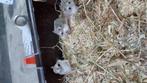 Jeunes hamsters nains gratuits