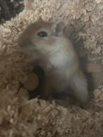 Gratis mongoolse gerbils, Dieren en Toebehoren, Knaagdieren, Muis, December, Vrouwelijk, Tam