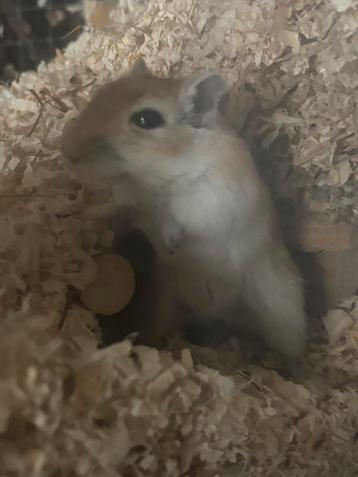 Gratis mongoolse gerbils, Décembre, Domestique, Souris, Femelle
