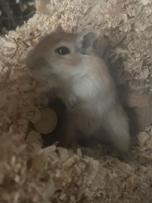 Gratis mongoolse gerbils, Dieren en Toebehoren, Knaagdieren, Vrouwelijk, Muis, December, Tam