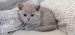 12 weken oude Britse korthaar kitten poes, Dieren en Toebehoren, Katten en Kittens | Raskatten | Korthaar, Poes, Ontwormd, 0 tot 2 jaar