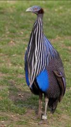 Gezocht Gierparelhoen (Acryllium vulturinum), Dieren en Toebehoren, Vogels | Overige Vogels