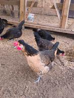 Brabants boerenhoen te koop, Dieren en Toebehoren, Pluimvee