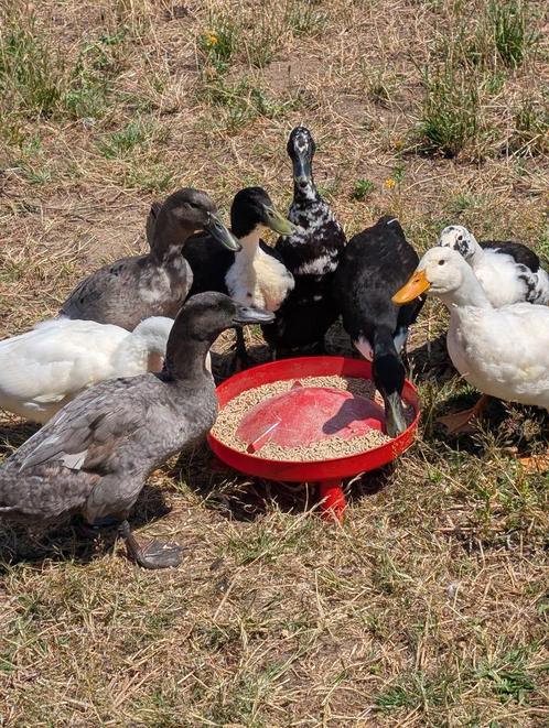 Loopeenden, Dieren en Toebehoren, Pluimvee, Eend, Meerdere dieren