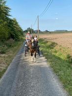 Franche montagne 3 ans, Dieren en Toebehoren, L