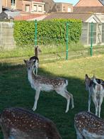 Damherten damhert, Dieren en Toebehoren, Mannelijk