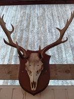 Groot damhertgewei in goede staat te itegem, Antiek en Kunst, Ophalen