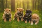 Shiba inu pups reu en teef, Dieren en Toebehoren, België, Fokker | Hobbymatig, Overige rassen, CDV (hondenziekte)