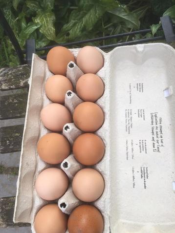 Eitjes  beschikbaar voor biedingen