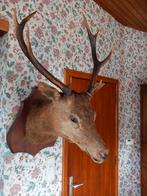 Superbe tête de cerf