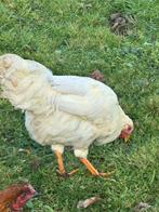 2 hanen, Dieren en Toebehoren, Pluimvee, Mannelijk, Kip