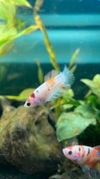 Vrouwelijke koi betta, Dieren en Toebehoren, Vissen | Aquariumvissen, Vis, Zoetwatervis