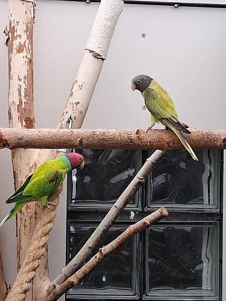 jong koppel pruimkoppen van 2022 juist 3 jaar kweekrijp, Animaux & Accessoires, Oiseaux | Perruches & Perroquets, Perruche, Bagué