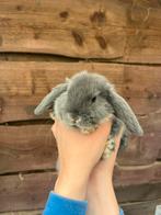 2 baby hangoor konijntjes, Hangoor