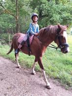D-pony wandel/recreatiepony, Dieren en Toebehoren, Pony's, Merrie, Gechipt, Zadelmak, 11 jaar of ouder