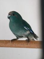 Kakariki's, Dieren en Toebehoren, Tam