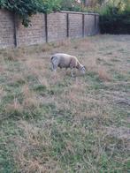 Texel dekbok, dekram, Dieren en Toebehoren, Schapen, Geiten en Varkens, Mannelijk, Schaap, 0 tot 2 jaar